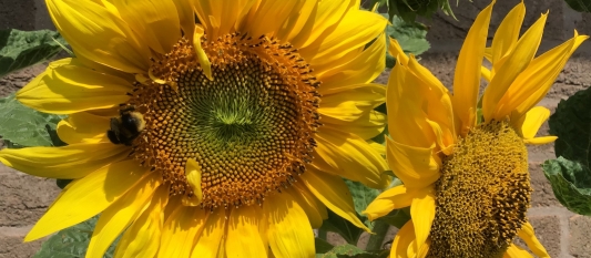 Summer 2 Newsletter 2025