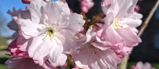 Spring 2 Newsletter 2026